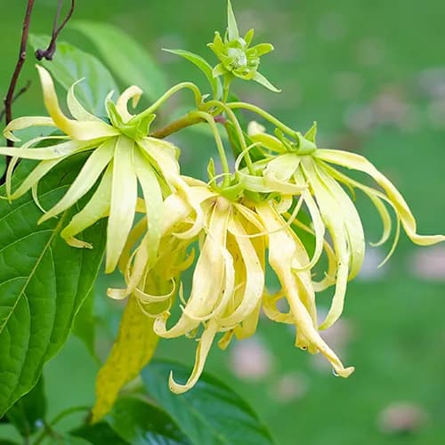 YLANG 49 OA-0480
