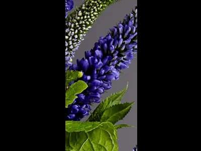 PATCHOULI 24 OA-0477